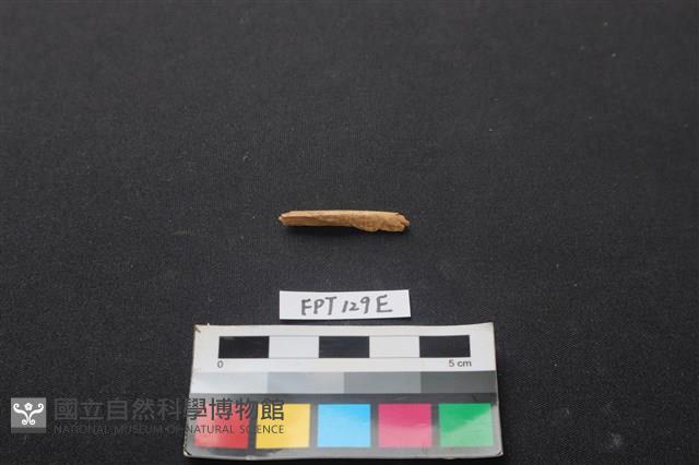 偶蹄類動物骨藏品圖，第1張