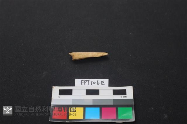 偶蹄類動物骨藏品圖，第1張