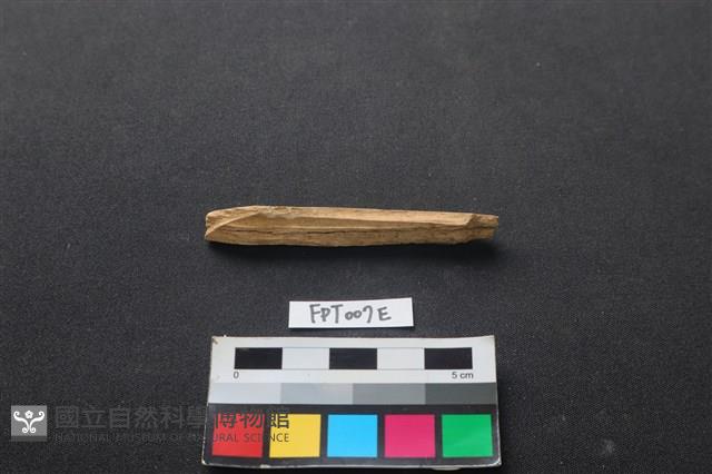 偶蹄類動物骨藏品圖，第1張
