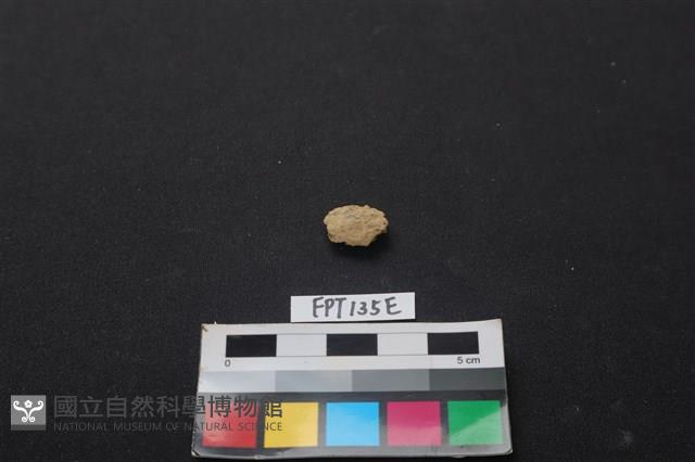 獸骨藏品圖，第1張