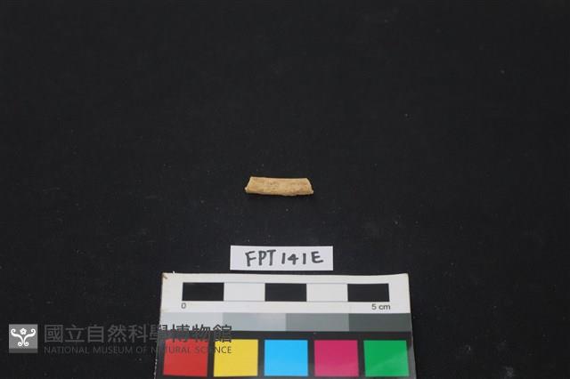 哺乳類動物骨藏品圖，第1張