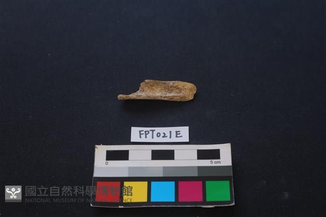偶蹄類動物骨藏品圖，第1張