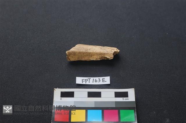 偶蹄類動物骨藏品圖，第1張