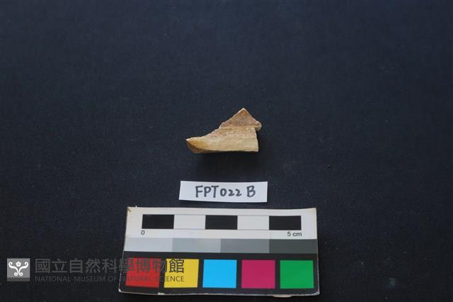 偶蹄類動物骨藏品圖，第1張