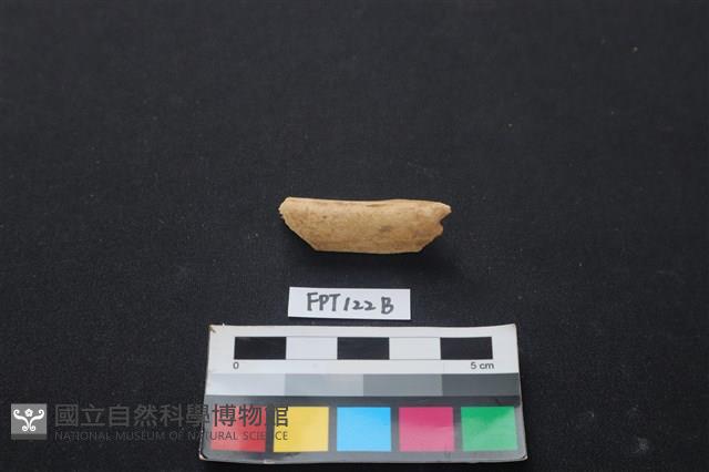 偶蹄類動物骨藏品圖，第1張