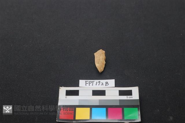 偶蹄類動物骨藏品圖，第1張