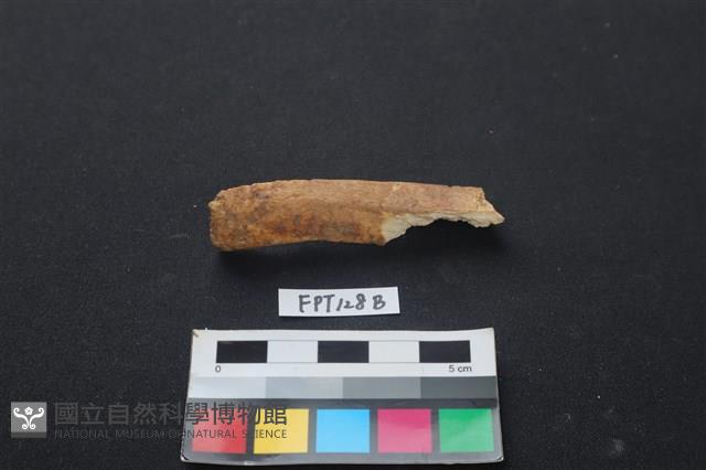 偶蹄類動物骨藏品圖，第1張
