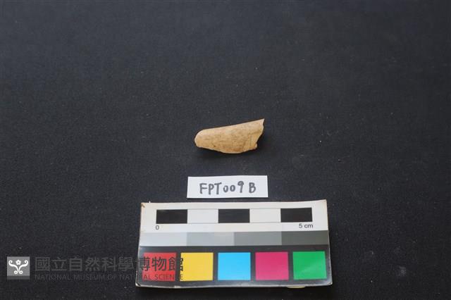 偶蹄類動物骨藏品圖，第1張