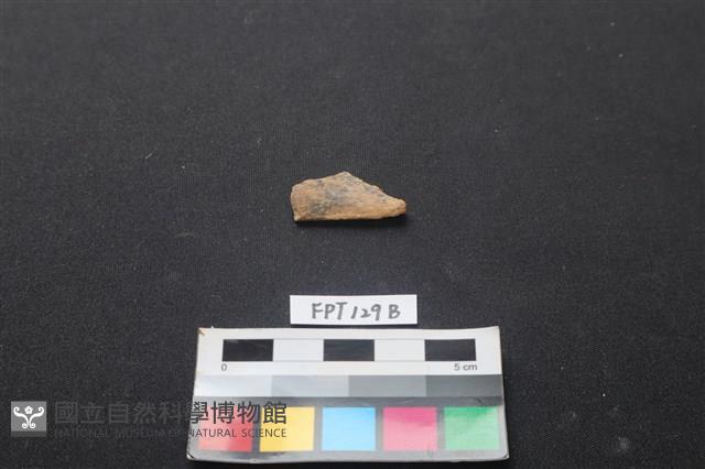偶蹄類動物骨藏品圖，第1張