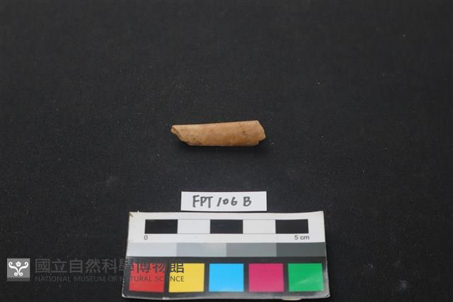 偶蹄類動物骨藏品圖，第1張