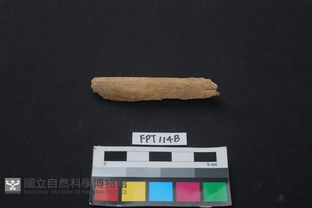 偶蹄類動物骨藏品圖，第1張