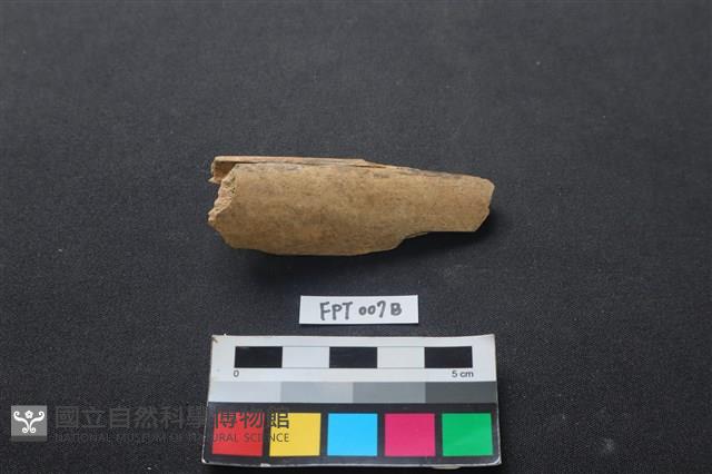 偶蹄類動物骨藏品圖，第1張