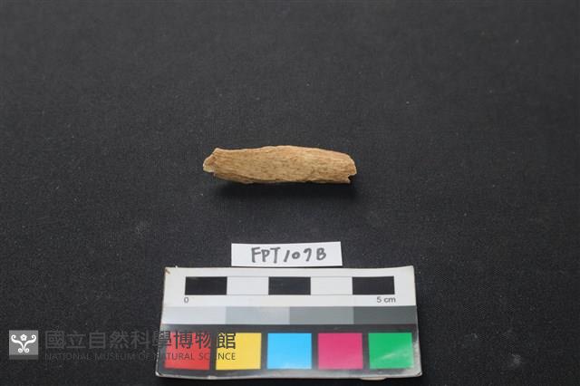 偶蹄類動物骨藏品圖，第1張