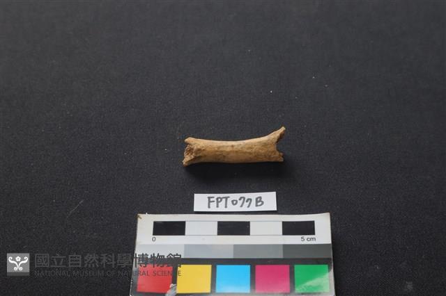 哺乳類動物骨藏品圖，第1張