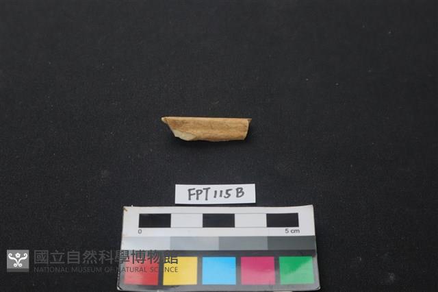 偶蹄類動物骨藏品圖，第1張