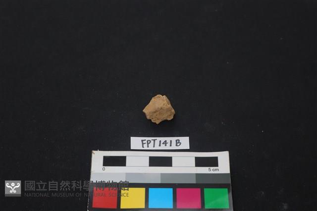 哺乳類動物骨藏品圖，第1張