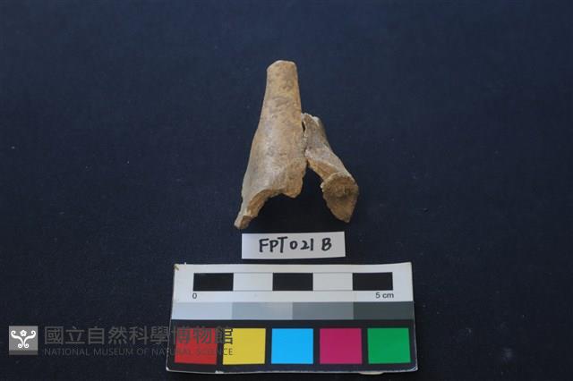 偶蹄類動物骨藏品圖，第1張