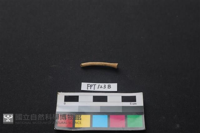 獸骨藏品圖，第1張