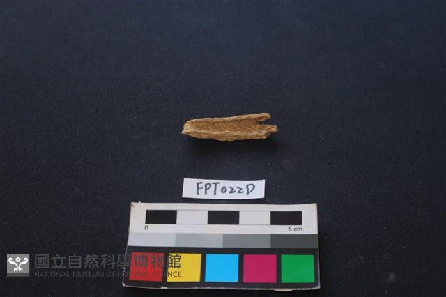 偶蹄類動物骨藏品圖，第1張