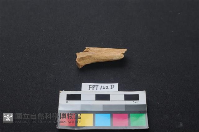 偶蹄類動物骨藏品圖，第1張