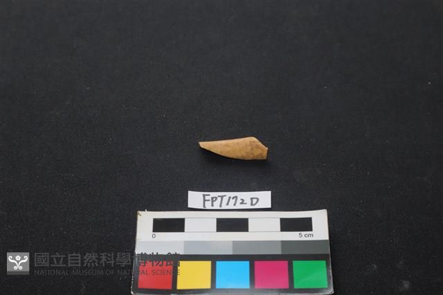 偶蹄類動物骨藏品圖，第1張