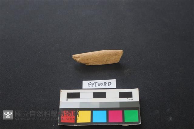 偶蹄類動物骨藏品圖，第1張