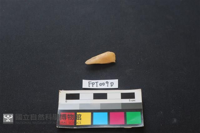 偶蹄類動物骨藏品圖，第1張