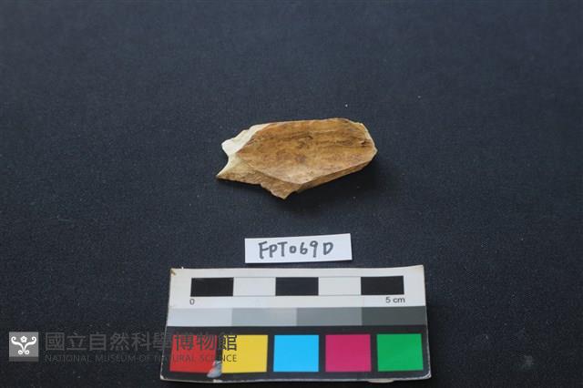 偶蹄類動物骨藏品圖，第1張