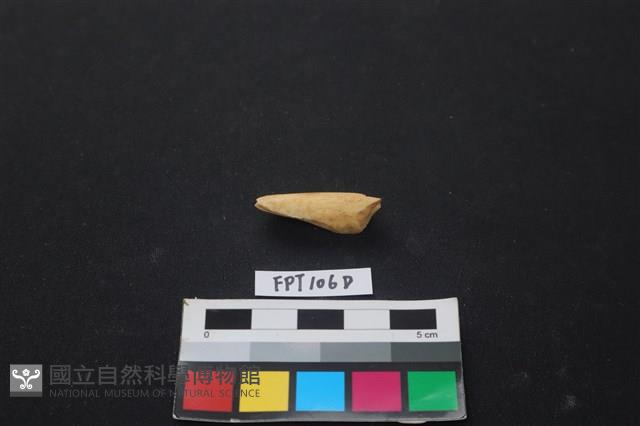 偶蹄類動物骨藏品圖，第1張