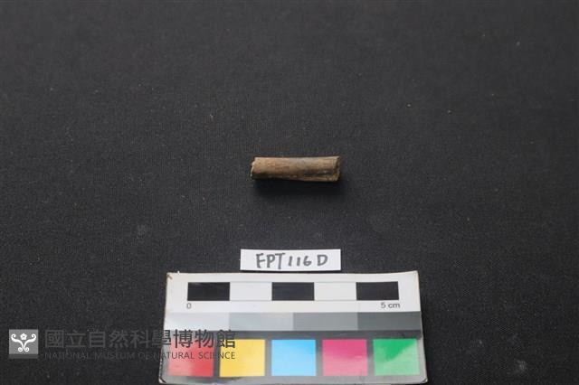 偶蹄類動物骨藏品圖，第1張