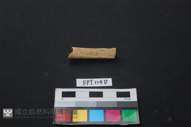 偶蹄類動物骨藏品圖，第1張