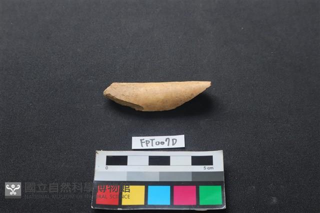 偶蹄類動物骨藏品圖，第1張
