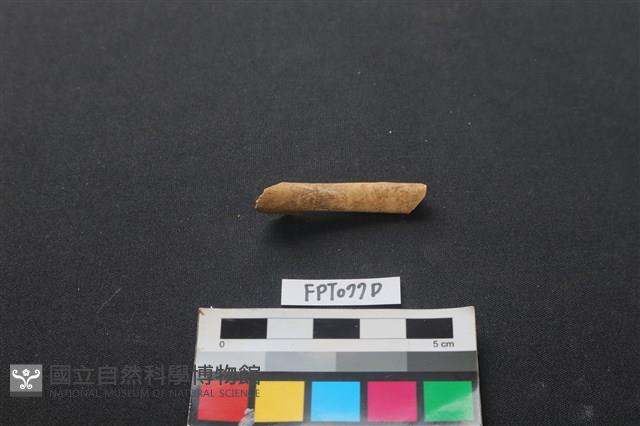 哺乳類動物骨藏品圖，第1張
