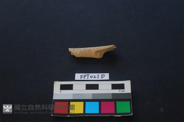 偶蹄類動物骨藏品圖，第1張