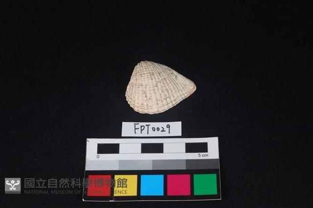 貝殼藏品圖，第1張