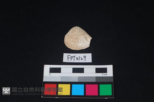 貝殼藏品圖，第1張