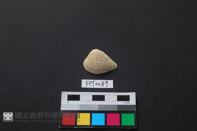 貝殼藏品圖，第1張