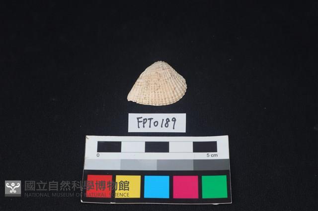 貝殼藏品圖，第1張