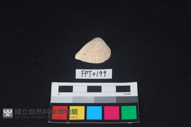 貝殼藏品圖，第1張