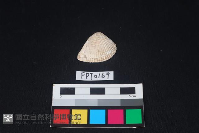 貝殼藏品圖，第1張