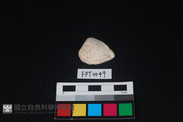 貝殼藏品圖，第1張