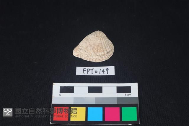 貝殼藏品圖，第1張