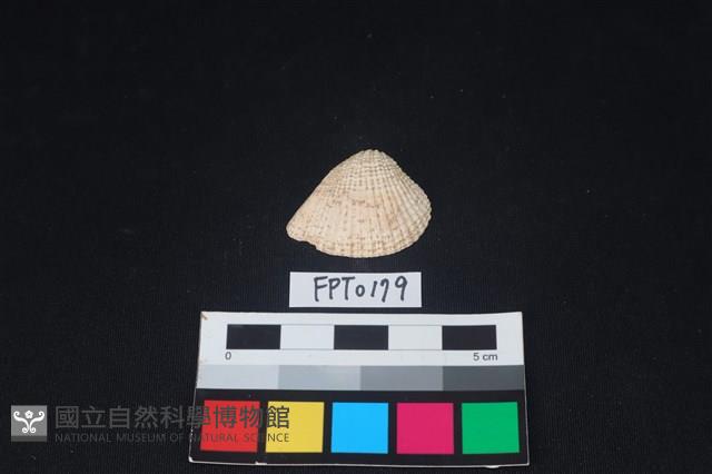 貝殼藏品圖，第1張