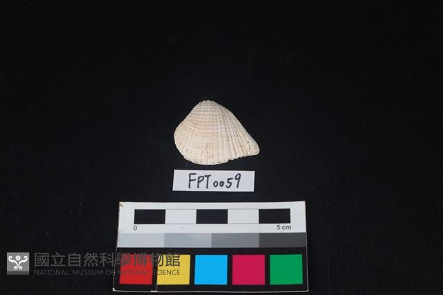 貝殼藏品圖，第1張