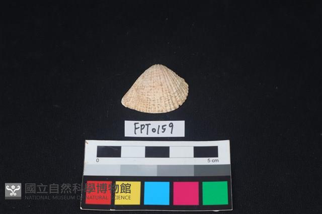 貝殼藏品圖，第1張