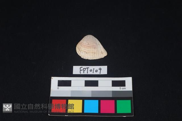 貝殼藏品圖，第1張