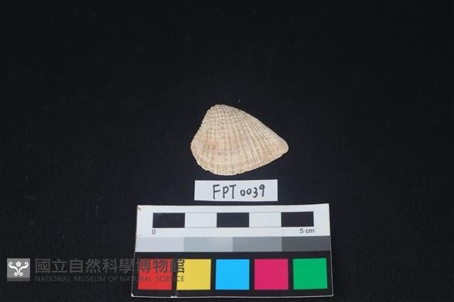 貝殼藏品圖，第1張