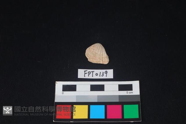 貝殼藏品圖，第1張