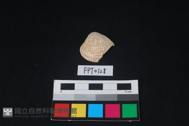 貝殼藏品圖，第1張