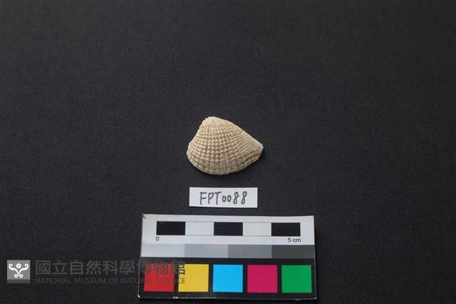 貝殼藏品圖，第1張